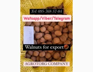 Walnut in shell for Sale! Pre-order available! situated in Ukraine