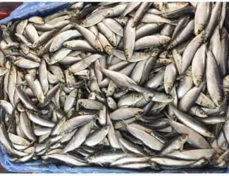 Продам Кильку Балтийская февраль