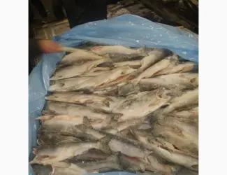 Зображення для оголошення Горбуша