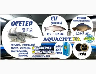 Зображення для оголошення Осетер