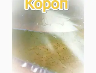 Зображення для оголошення Личинка Коропа.Киев