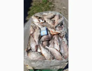 Продам свежемороженую рыбу - тарань