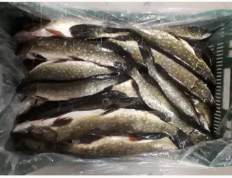 Продам щуку свежемороженную и охлажденную