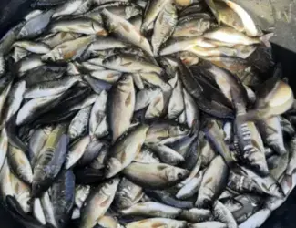 Зображення для оголошення Продаж мальку (короп