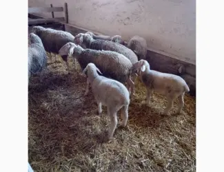 Продажа баранов