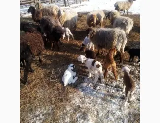 Зображення для оголошення Продам тушки або живих молодих ягнят