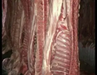 Зображення для оголошення Мясо полотуші Врх Свинина