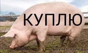 Зображення для оголошення Куплю свиней живым весом