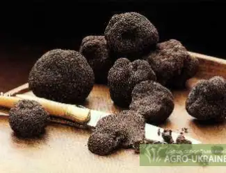 Зображення для оголошення Мицелиий трюфеля
