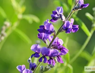 Зображення для оголошення Куплю семена люцерны