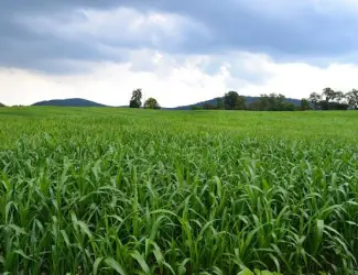 Зображення для оголошення Продам семена Суданки