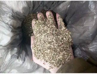 Куплю Самосад оптом