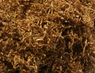 Зображення для оголошення Продам табак Берли