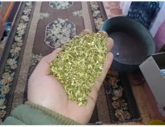 Зображення для оголошення Куплю оптом самосад махорку