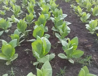 Зображення для оголошення Продаж тютюнового листа