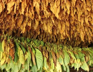 Продам импортный табак Болгария и Турция