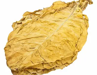 Продам табак Вирджинию Голд оптом
