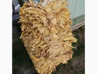 Продам крепкий табак Кентукки