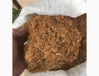 Домашній тютюн