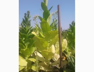 Семена табака домашние