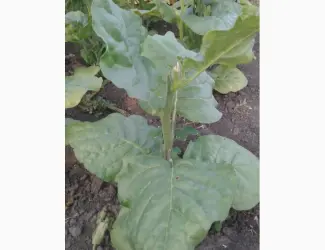 Семена махорки