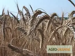 Зображення для оголошення Постоянная работа на Ваши комбайны по Украине