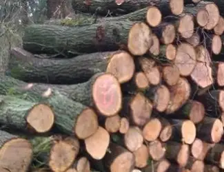 Зображення для оголошення Продам Дрова!За договірною Ціною! В наявності метровка та колоті