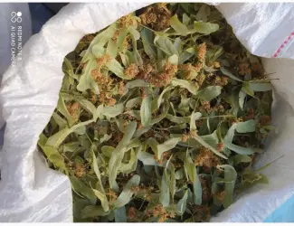 Куплю цвіт липи