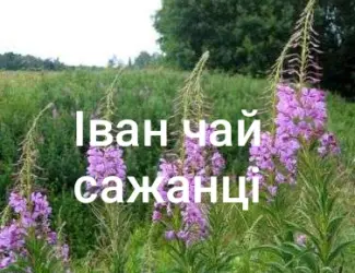 Зображення для оголошення Іван чай сажанці