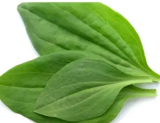 Куплю лист подорожник