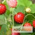 Зображення для оголошення Земляника лесная трава продам