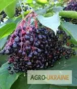 Зображення для оголошення Чорна бузина ягода продам