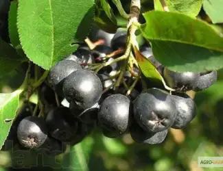 Зображення для оголошення Продам рябину черноплодную ягода