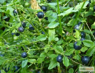 Зображення для оголошення Купити чорниця пагони