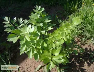 Зображення для оголошення Купить любисток аптечный