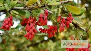 Зображення для оголошення Продам барбарис корінь