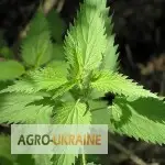 Зображення для оголошення Кропива трава купити