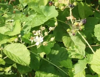 Зображення для оголошення Ожина пагони продам
