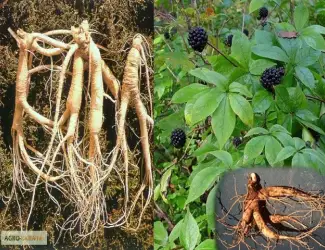 Зображення для оголошення Корень елеутерокока купить