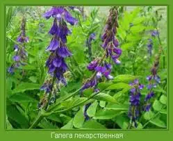 Зображення для оголошення Козлятник лікарський галега купити