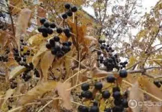 Зображення для оголошення Амурський бархат ягода купити