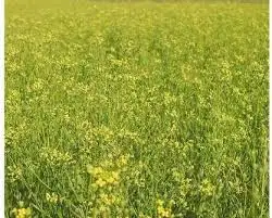 Зображення для оголошення Рыжей рыжык рижій купить