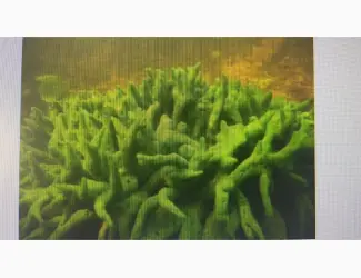 Зображення для оголошення Куплю бадягу речную губку