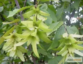 Зображення для оголошення Цвет граба настойка (Carpinus betulus)