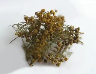 Пижма трава