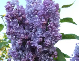 Цветы сирени 1 кг