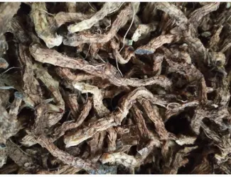 Продам корінь купени