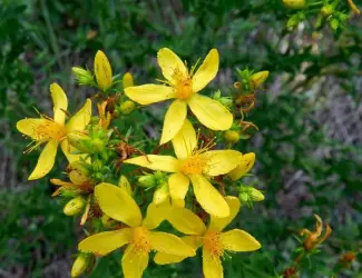 Зображення для оголошення Звіробою трава (Herba hyperici)