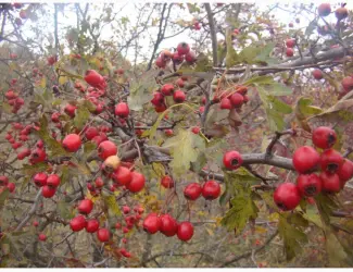 Зображення для оголошення Плоди(ягода) Глоду (Глід-Боярка-CRATAEGI FRUCTUS)