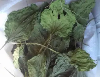 Зображення для оголошення Куплю Подорожник сушене листя